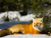 Sunbathing in the Snow