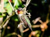 Ruby-throated Hummingbird