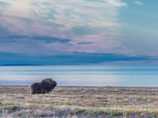  Lone Musk-ox in the sunrise