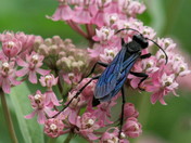 Feasting on the Asclepias tuberosa