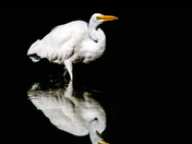 Great Egret