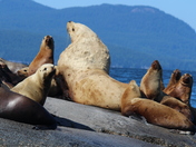 Sea Lions On the Rocks