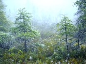 Eerie Pond in Heavy Mist!