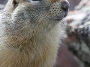 Siksik (ground squirrel) found near Baker Lake