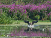 Canada Goose landing in marshland
