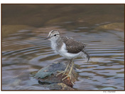 Spotted Sandpiper -Juvenile