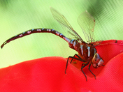 Ã†schne constricta