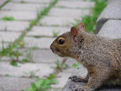 cute squirrel
