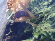 Just a couple of fungis