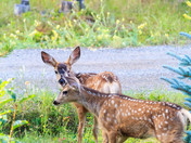 TWO Fawns