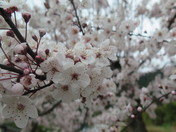 Chinese Plum in Spring