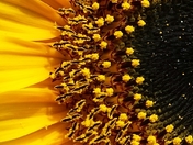 Sunflowers in the Making