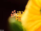 Anatomy of a Hibiscus Flower