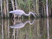 Which is which (real or reflection)?