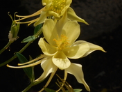 Amazing Columbine