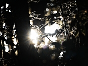 The sunset in my woods