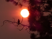 Basking in a smokey sunrise