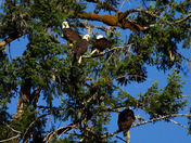 Bald eagles on a tree