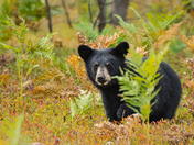 Baby Black Bear