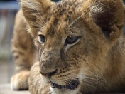 Here Kitty, Kitty, Kitty