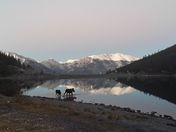 Moose in the Rockies