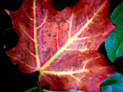 The Maple Leaf Forever