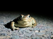 Boreal Toad