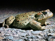 Boreal Toad profile