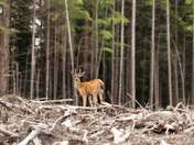 Clear-cut Deer