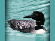 Common Loon, Emerald Lake, Yoho National Park, BC