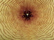 Stapelia gigantea bloom up close