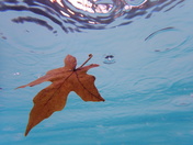 floating leaf