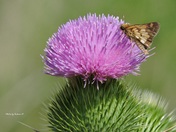 What a Wonderful World !