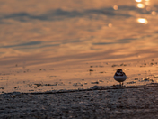 Plover at Sunset