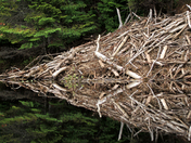 Beaver Dam