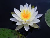 White Water Lily 