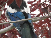 Pretty Magpie