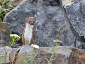 Belette/weasel