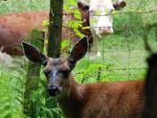 Critic - Cow and Deer