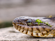 Northern watersnake portrait