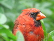 The Cardinal
