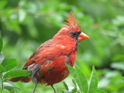 The Cardinal