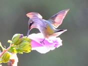 Hummingbird