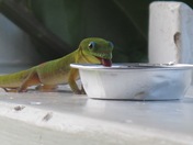 Gecko Jelly Enjoyment