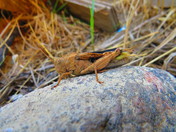 Grasshopper(Looking at you!)