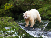 Spirit Bear, Great Bear Rainforest