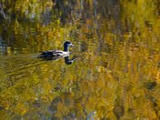 rippled autumn reflections