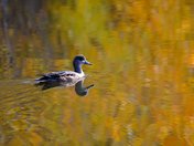 peaceful autumn morning
