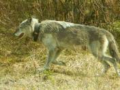 Coyote on your right!