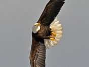 Eagle in flight